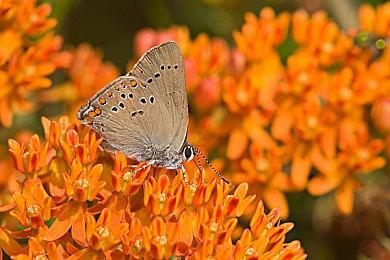 因认证原因 《方舟：生存飞升》Xbox版延期